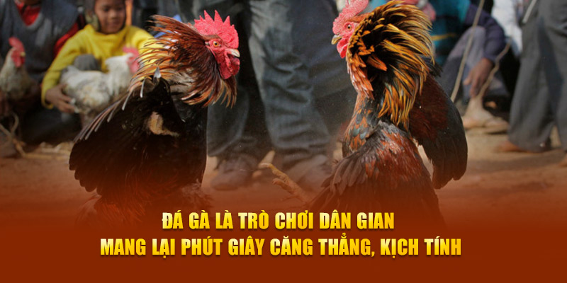 Đá gà là trò chơi dân gian mang lại phút giây căng thẳng, kịch tính