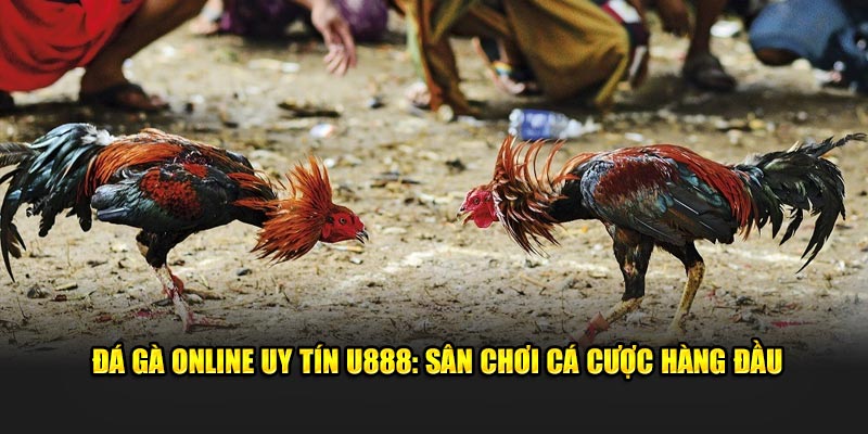 Đá Gà Online Uy Tín U888: Sân Chơi Cá Cược Hàng Đầu