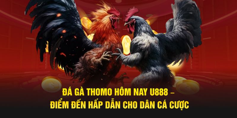 Đá Gà Thomo Hôm Nay U888 – Điểm Đến Hấp Dẫn Cho Dân Cá Cược