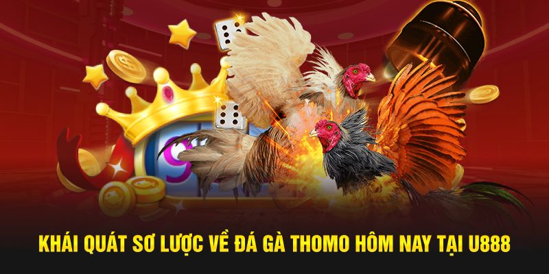 Khái quát sơ lược về đá gà Thomo hôm nay tại U888
