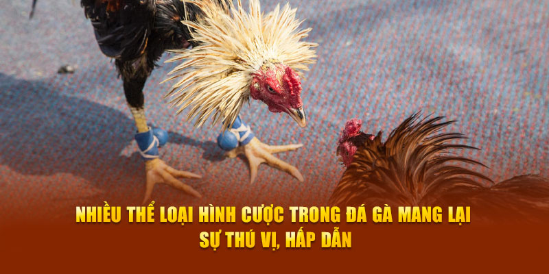 Nhiều thể loại hình cược trong đá gà mang lại sự thú vị, hấp dẫn