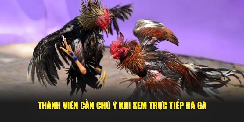 Thành viên cần chú ý khi xem trực tiếp đá gà
