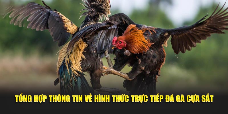 Tổng hợp thông tin về hình thức trực tiếp đá gà cựa sắt