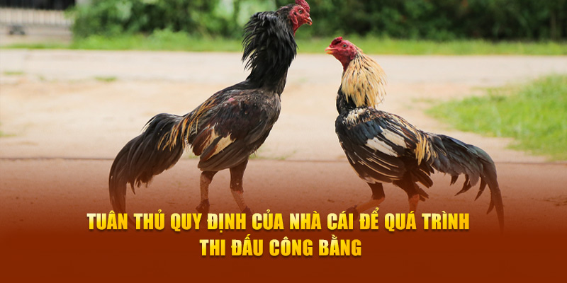 Tuân thủ quy định của nhà cái để quá trình thi đấu công bằng